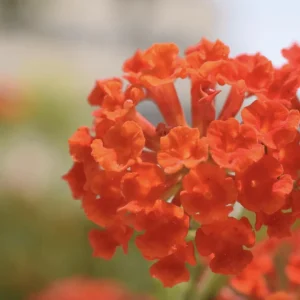 Lantana Dallas Red Live Starter Plants 4-6 Inches Tall – Butterfly Attracting Outdoor - Image 4