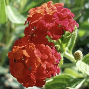 Lantana Dallas Red Live Starter Plants 4-6 Inches Tall – Butterfly Attracting Outdoor - Image 5