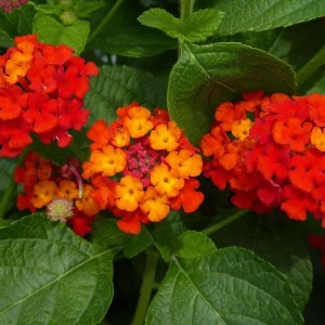 Lantana Dallas Red Live Starter Plants 4-6 Inches Tall – Butterfly Attracting Outdoor - Image 6