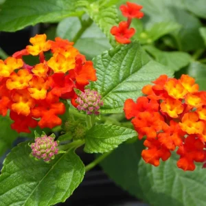 Lantana Dallas Red Live Starter Plants 4-6 Inches Tall – Butterfly Attracting Outdoor - Image 7
