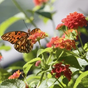 Lantana Dallas Red Live Starter Plants 4-6 Inches Tall – Butterfly Attracting Outdoor - Image 8