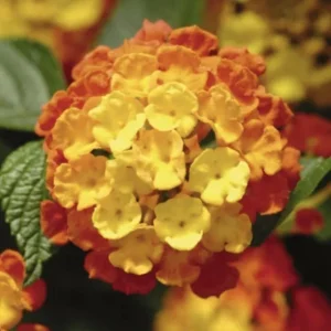 Lantana 'Fireworks' Live Plant - 3 Pack, 4-6 Inches Tall, Attracts Butterflies, Outdoor - Image 2