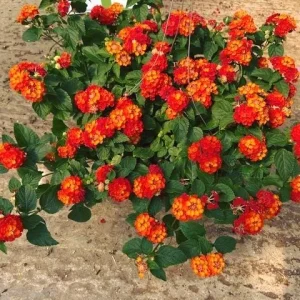 Lantana 'Fireworks' Live Plant - 3 Pack, 4-6 Inches Tall, Attracts Butterflies, Outdoor - Image 3