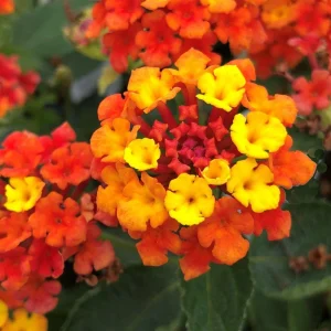 Lantana 'Fireworks' Live Plant - 3 Pack, 4-6 Inches Tall, Attracts Butterflies, Outdoor - Image 1