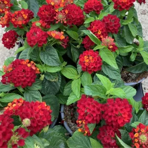 Lantana Frans Red Live Plants - 3 Pack, 4-6 Inches Tall, Attracts Butterflies - Image 2