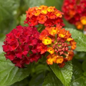 Lantana Frans Red Live Plants - 3 Pack, 4-6 Inches Tall, Attracts Butterflies - Image 4