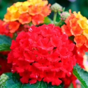 Lantana Frans Red Live Plants - 3 Pack, 4-6 Inches Tall, Attracts Butterflies - Image 5