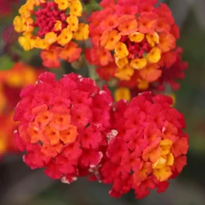Lantana Frans Red Live Plants - 3 Pack, 4-6 Inches Tall, Attracts Butterflies - Image 1