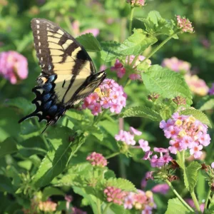 Lantana Ham & Eggs Live Plants - 3 Pack, 4-6 Inches Tall, Pink & Yellow Flowers, Attracts Butterflies - Image 2