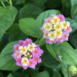Lantana Ham & Eggs Live Plants - 3 Pack, 4-6 Inches Tall, Pink & Yellow Flowers, Attracts Butterflies - Image 3