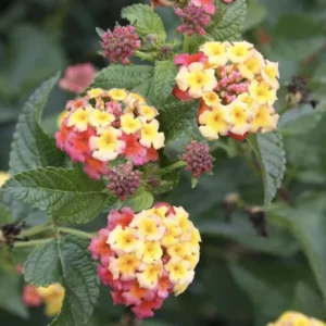 Lantana Ham & Eggs Live Plants - 3 Pack, 4-6 Inches Tall, Pink & Yellow Flowers, Attracts Butterflies - Image 4