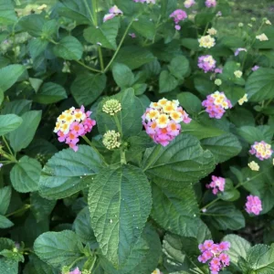 Lantana Ham & Eggs Live Plants - 3 Pack, 4-6 Inches Tall, Pink & Yellow Flowers, Attracts Butterflies - Image 5