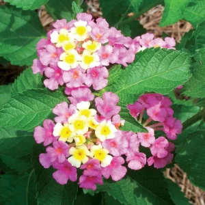 Lantana Ham & Eggs Live Plants - 3 Pack, 4-6 Inches Tall, Pink & Yellow Flowers, Attracts Butterflies - Image 6