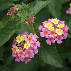 Lantana Ham & Eggs Live Plants - 3 Pack, 4-6 Inches Tall, Pink & Yellow Flowers, Attracts Butterflies - Image 1