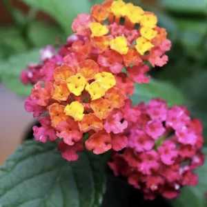 Lantana Irene Live Plant Pack – Purple & Gold Blooms – 3 Healthy 4-6 inch Starter Plants – Outdoor - Image 2