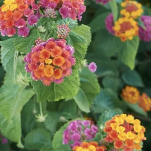Lantana Irene Live Plant Pack – Purple & Gold Blooms – 3 Healthy 4-6 inch Starter Plants – Outdoor - Image 3