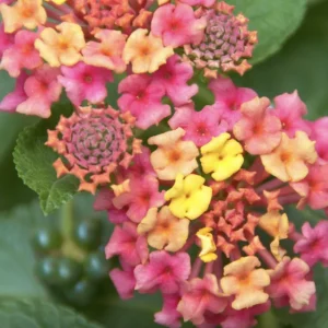 Lantana Irene Live Plant Pack – Purple & Gold Blooms – 3 Healthy 4-6 inch Starter Plants – Outdoor - Image 4