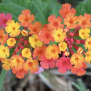 Lantana Irene Live Plant Pack – Purple & Gold Blooms – 3 Healthy 4-6 inch Starter Plants – Outdoor - Image 1