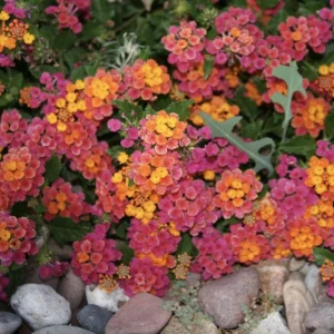 Lantana Irene Live Plant Pack – Purple & Gold Blooms – 3 Healthy 4-6 inch Starter Plants – Outdoor - Image 5