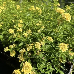 Lantana Lemon Drop Live Plant – Pack of 3 Plants, 4-6 Inches Tall – Yellow Flowers, Outdoor - Image 2