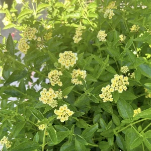 Lantana Lemon Drop Live Plant – Pack of 3 Plants, 4-6 Inches Tall – Yellow Flowers, Outdoor - Image 3