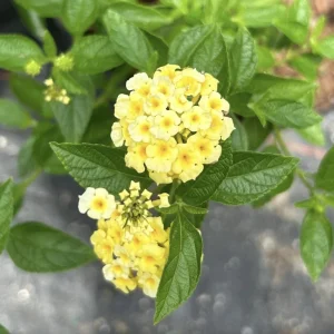 Lantana Lemon Drop Live Plant – Pack of 3 Plants, 4-6 Inches Tall – Yellow Flowers, Outdoor - Image 1