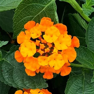 Lantana Live Plants Spreading Sunset - Trailing Orange Red Blooms - Pack of 2, 5-9 inches tall - Image 2