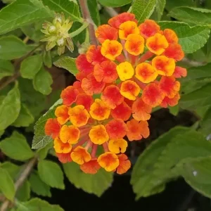 Lantana Live Plants Spreading Sunset - Trailing Orange Red Blooms - Pack of 2, 5-9 inches tall - Image 1