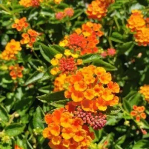 Lantana Live Plants Spreading Sunset - Trailing Orange Red Blooms - Pack of 2, 5-9 inches tall - Image 3