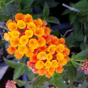 Lantana Live Plants Spreading Sunset - Trailing Orange Red Blooms - Pack of 2, 5-9 inches tall - Image 6