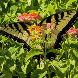 Lantana Miss Huff Live Plant - Hardy Camara, 5-9 inch, Pack of 2, Outdoor Bush - Image 2