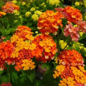 Lantana Miss Huff Live Plant - Hardy Camara, 5-9 inch, Pack of 2, Outdoor Bush - Image 3