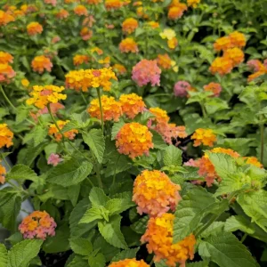 Lantana Miss Huff Live Plant - Hardy Camara, 5-9 inch, Pack of 2, Outdoor Bush - Image 4