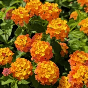 Lantana Miss Huff Live Plant - Hardy Camara, 5-9 inch, Pack of 2, Outdoor Bush - Image 5
