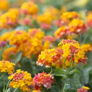 Lantana Miss Huff Live Plant - Hardy Camara, 5-9 inch, Pack of 2, Outdoor Bush - Image 6