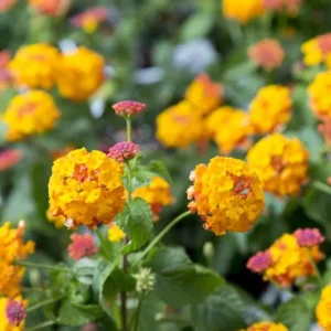 Lantana Miss Huff Live Plant - Hardy Camara, 5-9 inch, Pack of 2, Outdoor Bush - Image 7