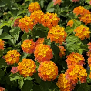 Lantana Miss Huff Live Plant - Hardy Camara, 5-9 inch, Pack of 2, Outdoor Bush - Image 1