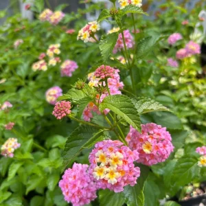 Lantana Miss Huff Pink Live Plant - 2 Pack, 5-9 in, Cold Hardy, Outdoor - Image 2