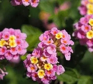 Lantana Miss Huff Pink Live Plant - 2 Pack, 5-9 in, Cold Hardy, Outdoor - Image 3