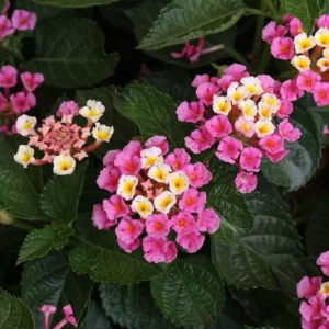Lantana Miss Huff Pink Live Plant - 2 Pack, 5-9 in, Cold Hardy, Outdoor - Image 4