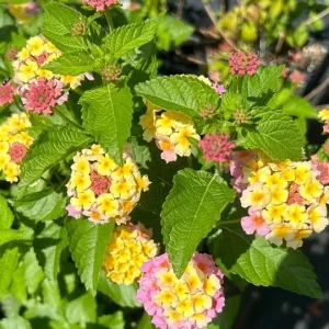 Lantana Miss Huff Pink Live Plant - 2 Pack, 5-9 in, Cold Hardy, Outdoor - Image 5
