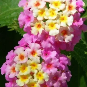 Lantana Miss Huff Pink Live Plant (5-9") - Cold Hardy Zone 7-11 - Pack of 2 - Image 1