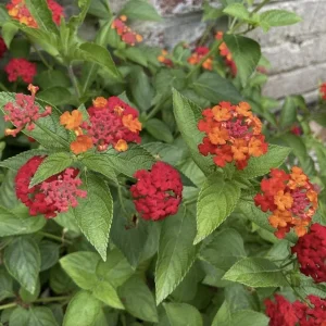 Lantana Red Spread Live Plants - Pack of 3, 4-6 Inches Tall, Attracts Butterflies, Outdoor - Image 2