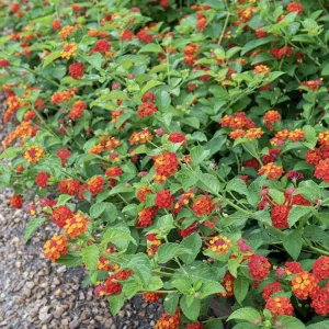 Lantana Red Spread Live Plants - Pack of 3, 4-6 Inches Tall, Attracts Butterflies, Outdoor - Image 3