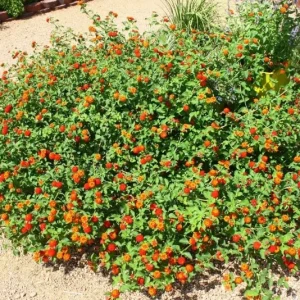 Lantana Red Spread Live Plants - Pack of 3, 4-6 Inches Tall, Attracts Butterflies, Outdoor - Image 4