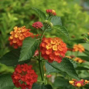 Lantana Red Spread Live Plants - Pack of 3, 4-6 Inches Tall, Attracts Butterflies, Outdoor - Image 5