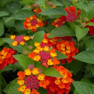 Lantana Red Spread Live Plants - Pack of 3, 4-6 Inches Tall, Attracts Butterflies, Outdoor - Image 6