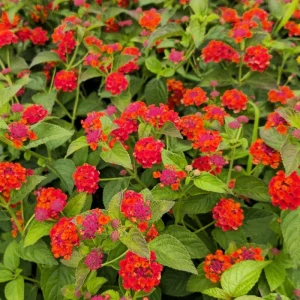 Lantana Red Spread Live Plants - Pack of 3, 4-6 Inches Tall, Attracts Butterflies, Outdoor - Image 1