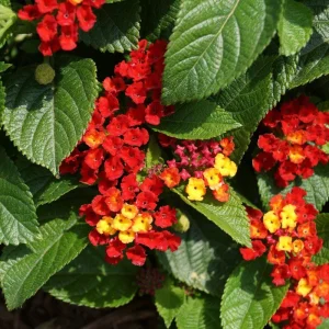 Lantana Salsa Red Live Plant - Pack of 3, 4-6 Inches Tall, Attracts Butterflies, Outdoor - Image 1