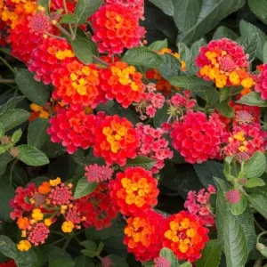 Lantana Salsa Red Live Plant - Pack of 3, 4-6 Inches Tall, Attracts Butterflies, Outdoor - Image 2